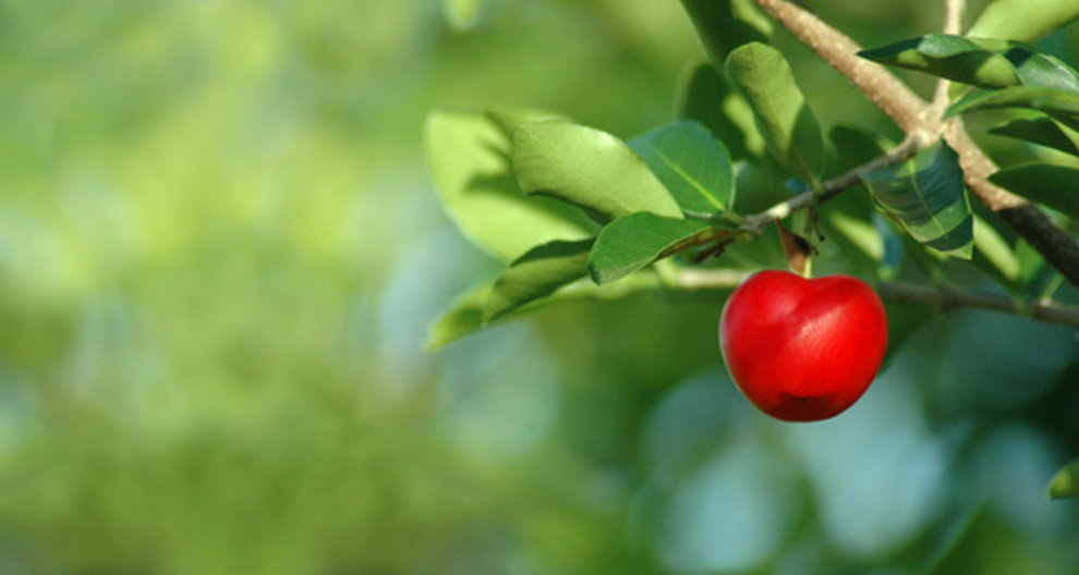Eine leuchtend rote Frucht hängt an einem Ast, umgeben von grünen Blättern.